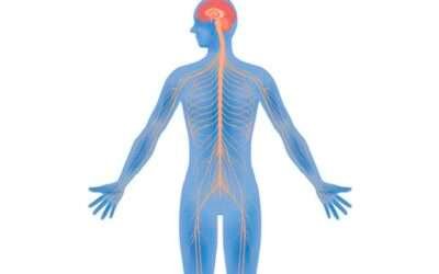 Nervous Systems of the Human Body