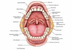 speech mechanism in english language pdf