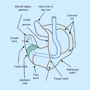 Types of Earmolds for Hearing Aid - Skeleton | Custom